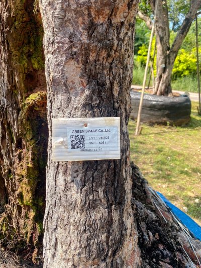 ต้นเสม็ดแดง