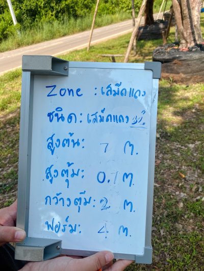 ต้นเสม็ดแดง