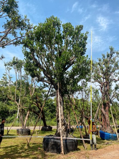 ต้นหว้า