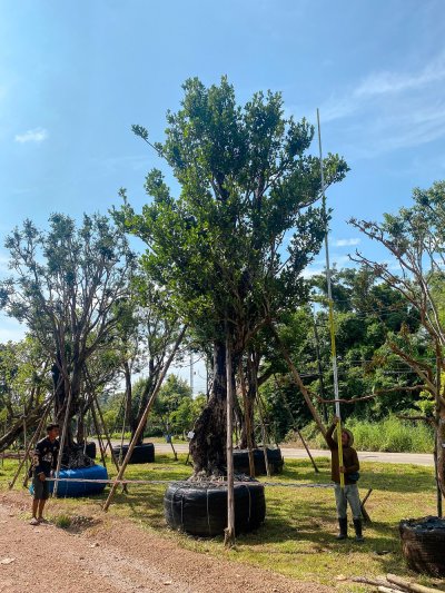 ต้นหว้า