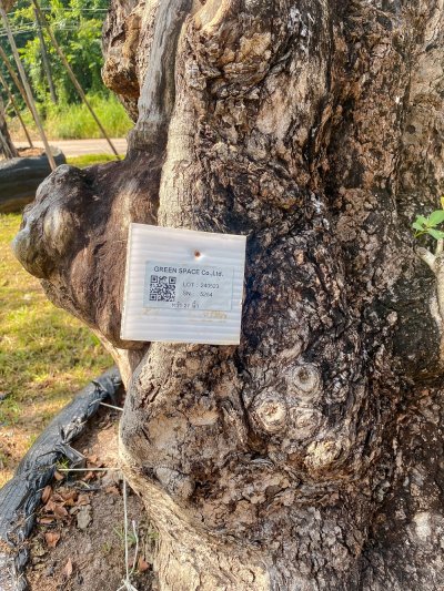 ต้นหว้า