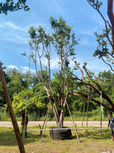 ต้นเสม็ดแดง