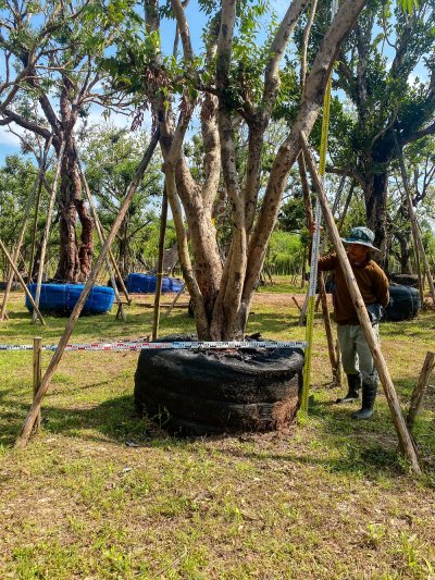 ต้นเสม็ดแดง