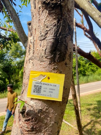 ต้นเสม็ดแดง