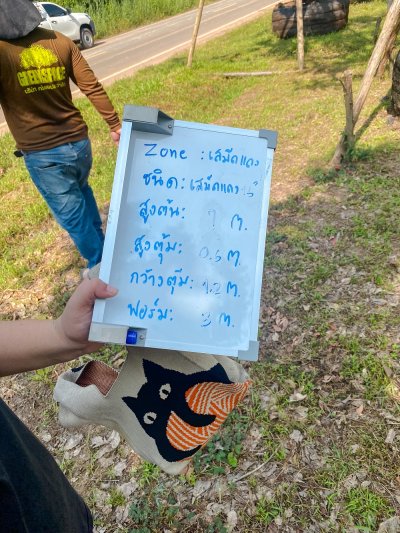 ต้นเสม็ดแดง