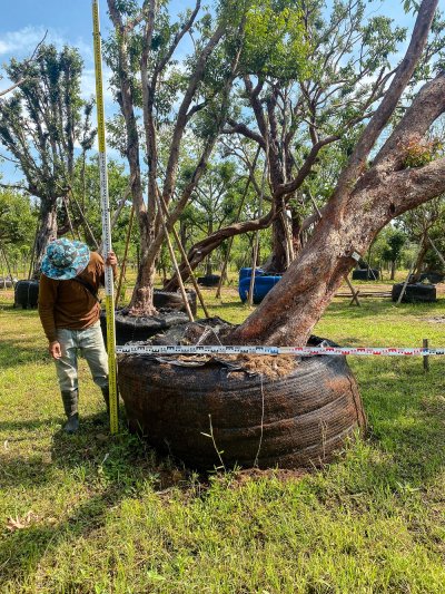 ต้นเสม็ดแดงเอน