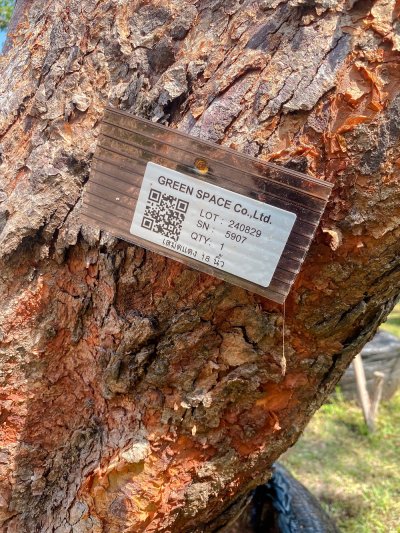 ต้นเสม็ดแดงเอน