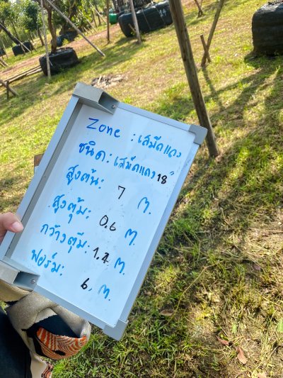 ต้นเสม็ดแดงเอน