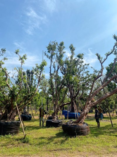 ต้นเสม็ดแดง