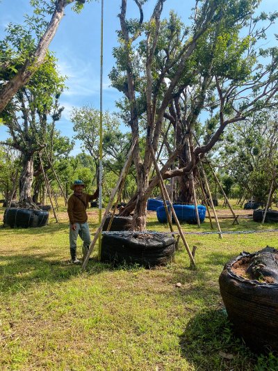 ต้นเสม็ดแดง