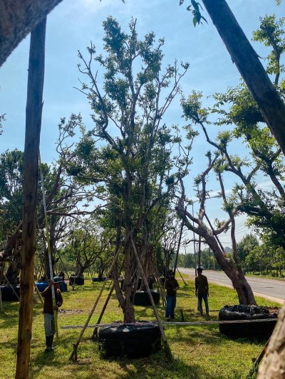 ต้นเสม็ดแดง