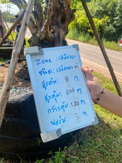 ต้นเสม็ดแดง