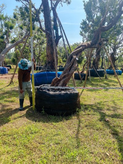 ต้นเสม็ดแดงเอน