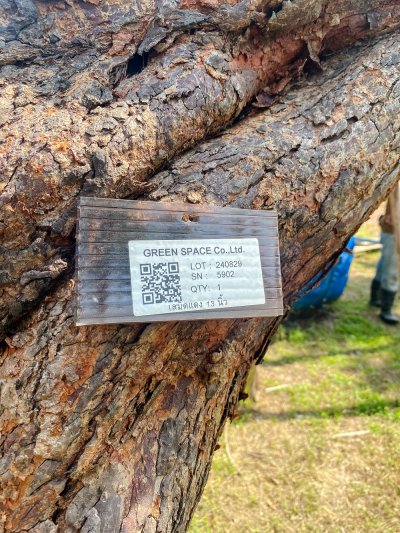 ต้นเสม็ดแดงเอน