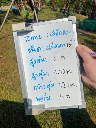 ต้นเสม็ดแดงเอน