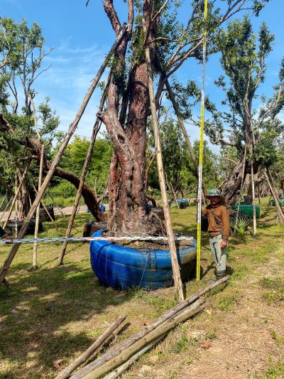 ต้นเสม็ดแดง