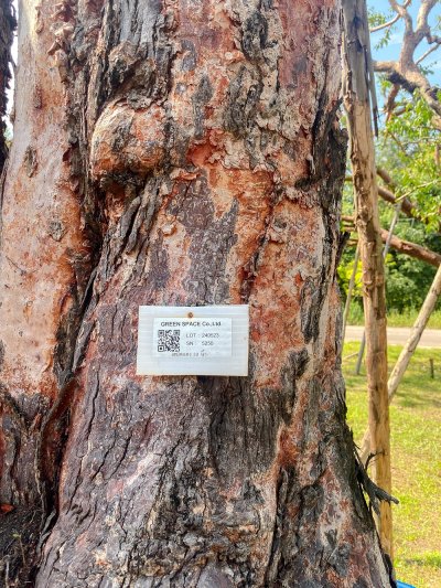 ต้นเสม็ดแดง