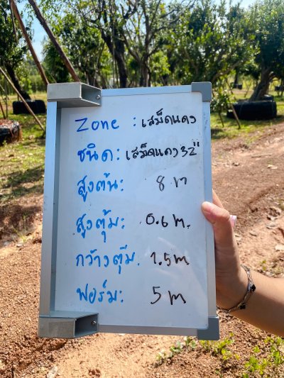 ต้นเสม็ดแดง