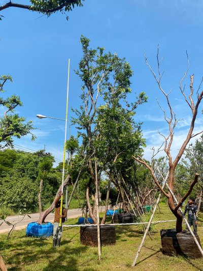 ต้นเสม็ดแดง