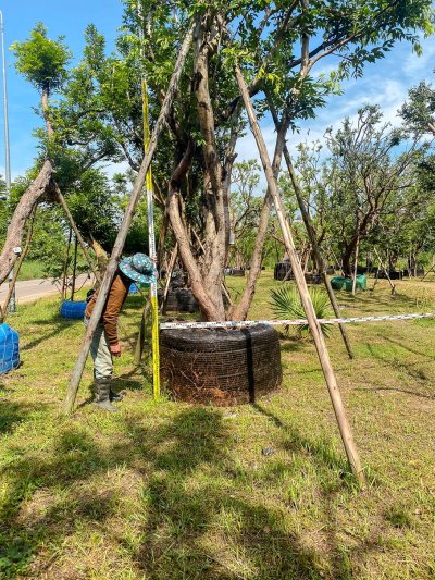 ต้นเสม็ดแดง