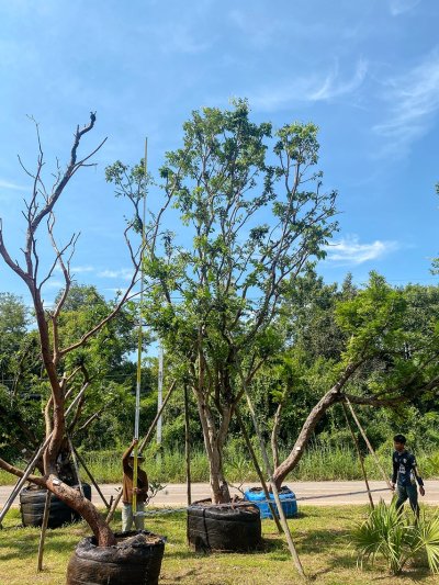 ต้นเสม็ดแดง