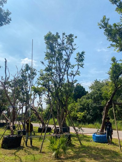 ต้นเสม็ดแดง