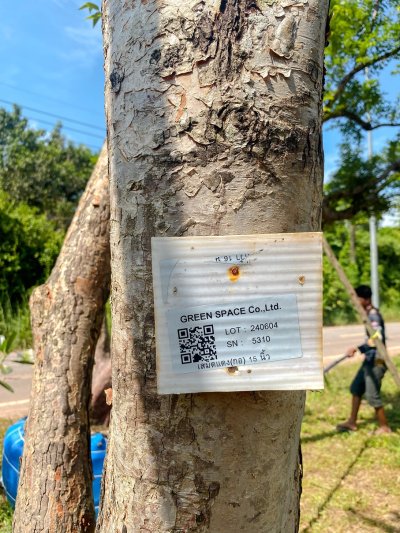 ต้นเสม็ดแดง