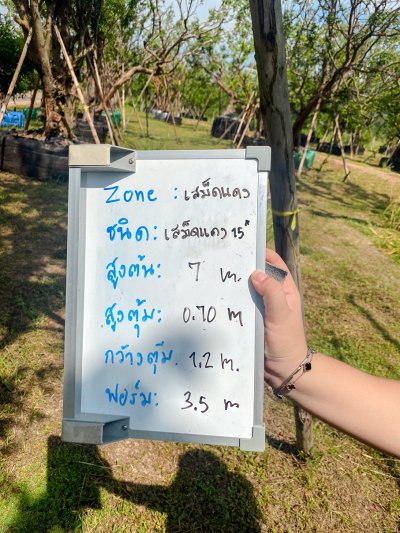 ต้นเสม็ดแดง