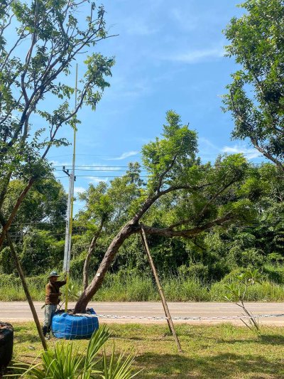 ต้นเสม็ดแดง