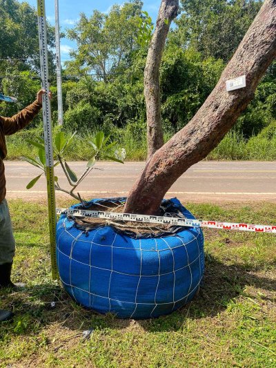 ต้นเสม็ดแดง