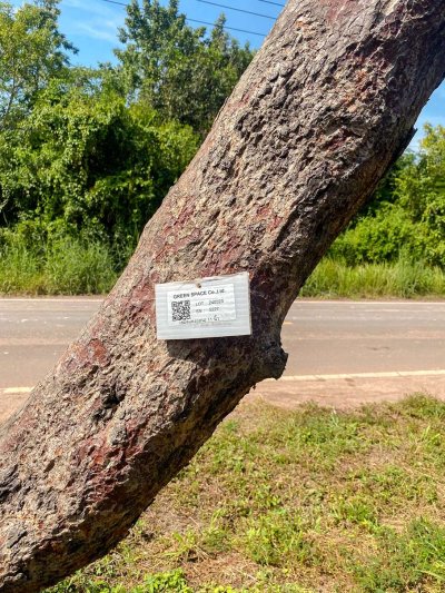 ต้นเสม็ดแดง