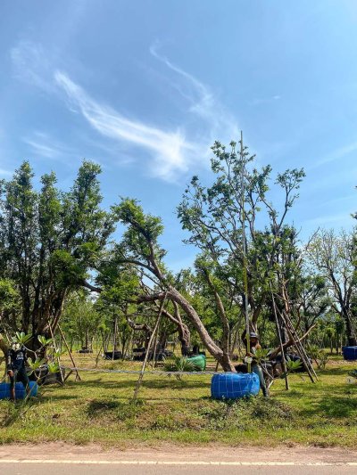 ต้นเสม็ดแดงเอน