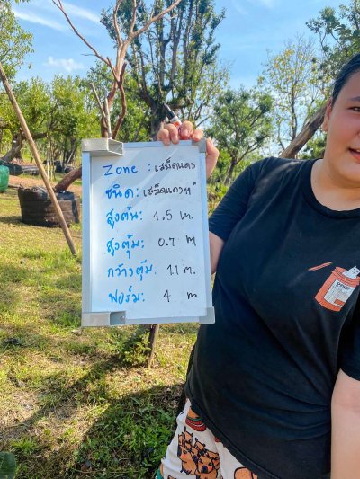 ต้นเสม็ดแดงเอน