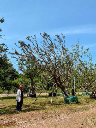 ต้นเสม็ดแดง