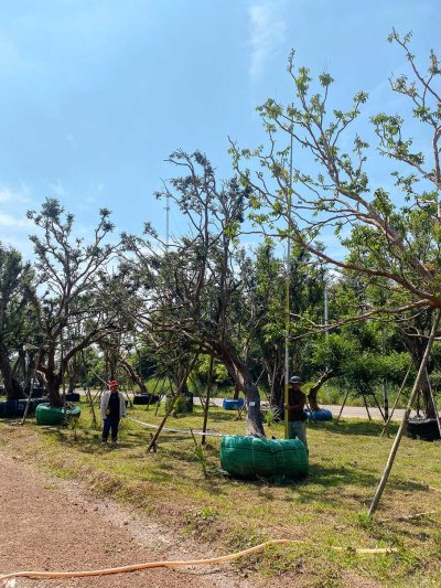 ต้นเสม็ดแดง