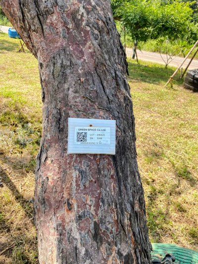 ต้นเสม็ดแดง