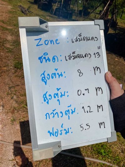 ต้นเสม็ดแดง