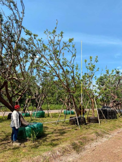 ต้นเสม็ดแดง