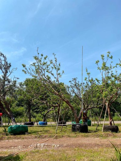 ต้นเสม็ดแดง