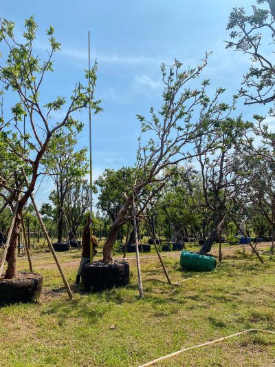 ต้นเสม็ดแดง