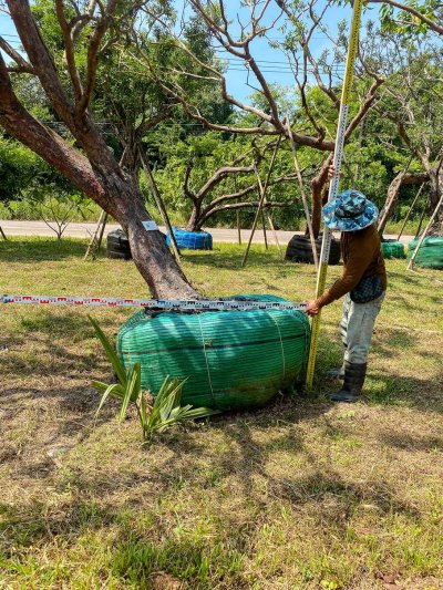 ต้นเสม็ดแดง