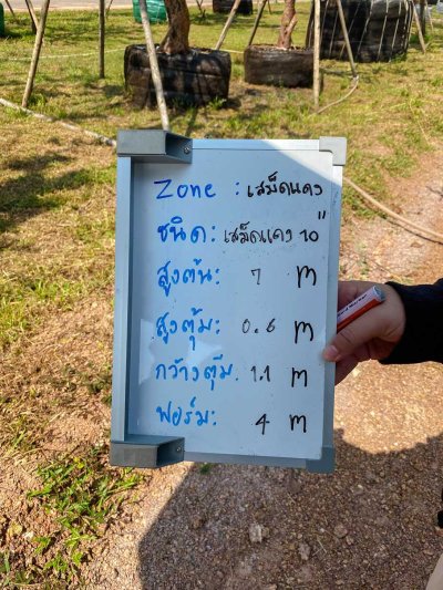 ต้นเสม็ดแดง