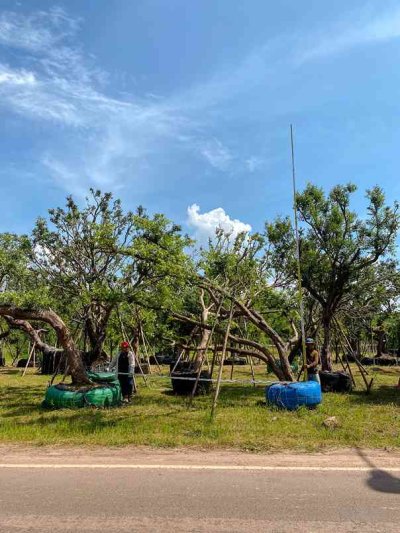 ต้นเสม็ดแดงเอนกอ