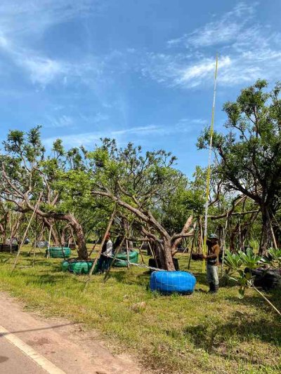 ต้นเสม็ดแดงเอนกอ