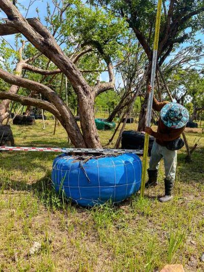 ต้นเสม็ดแดงเอนกอ