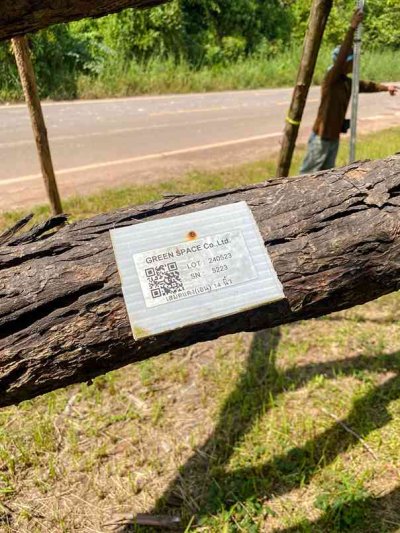 ต้นเสม็ดแดงเอนกอ