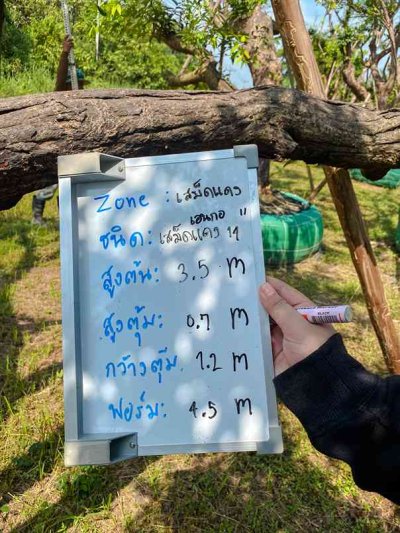 ต้นเสม็ดแดงเอนกอ