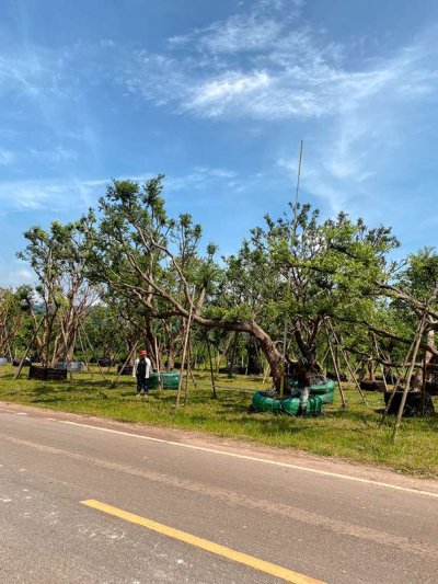 ต้นเสม็ดแดงเอน