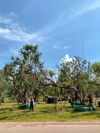 ต้นเสม็ดแดงเอน