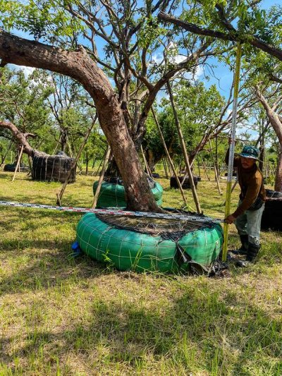 ต้นเสม็ดแดงเอน